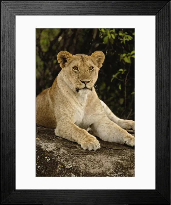 Framed Print : DDE-90022263