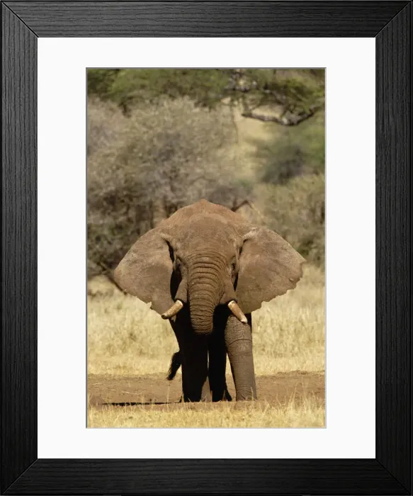 Framed Print : DDE-90022261 Framed Print : DDE-90022261