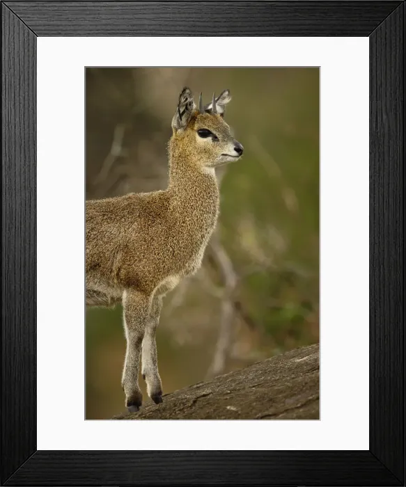 Framed Print : DDE-90022265 Framed Print : DDE-90022265