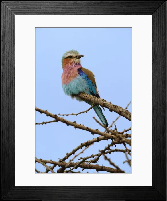 Framed Print : DDE-90022266 Framed Print : DDE-90022266