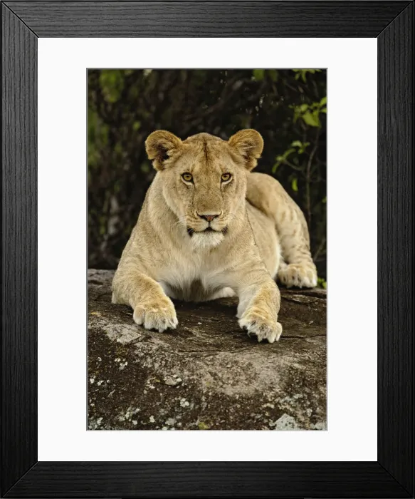 Framed Print : DDE-90022264 Framed Print : DDE-90022264