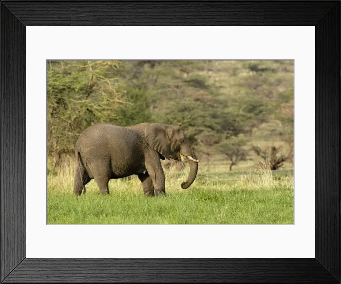 Framed Print : DDE-90022269 Framed Print : DDE-90022269