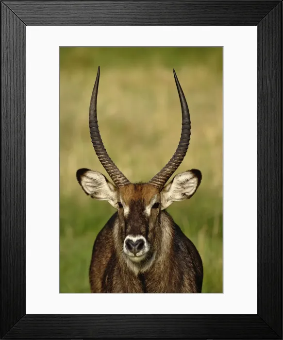Framed Print : DDE-90022270 Framed Print : DDE-90022270