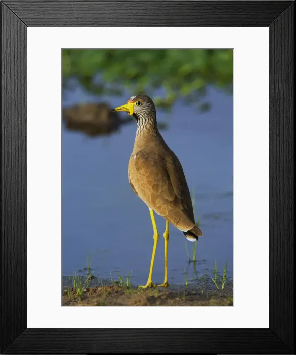 Framed Print : DDE-90022271 Framed Print : DDE-90022271