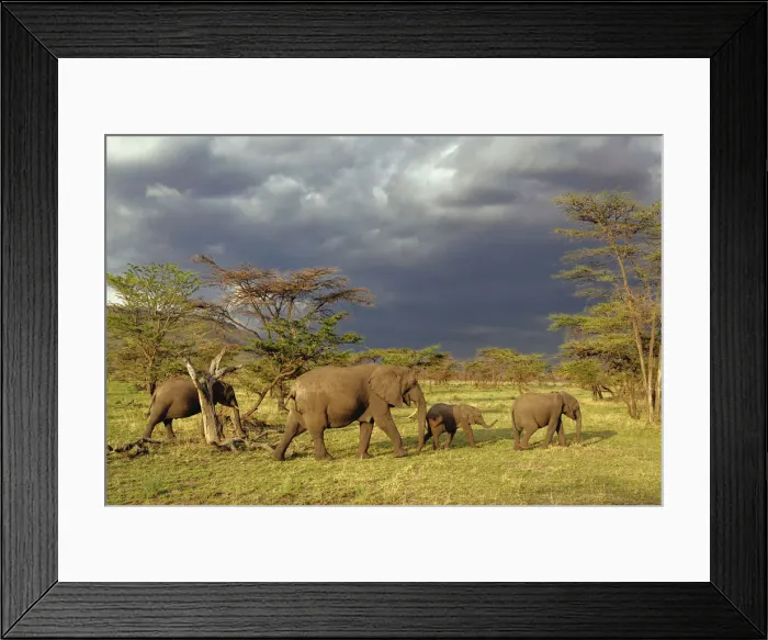 Framed Print : DDE-90022268 Framed Print : DDE-90022268