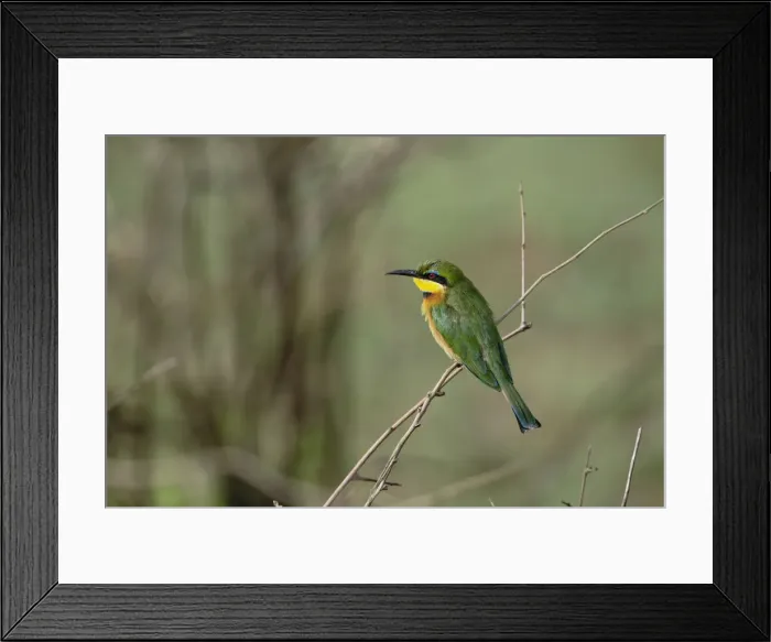 Framed Print : DDE-90022275 Framed Print : DDE-90022275
