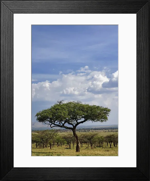 Framed Print : DDE-90022276 Framed Print : DDE-90022276