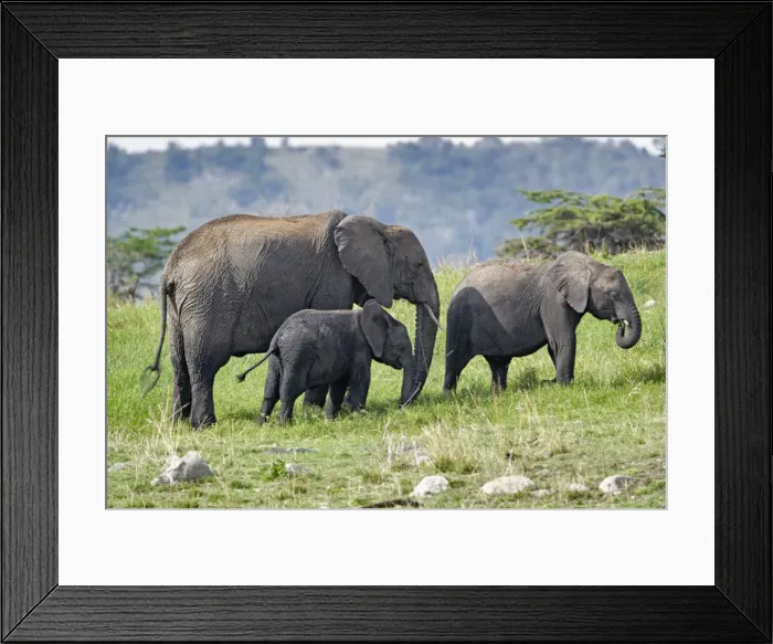 Framed Print : DDE-90022277 Framed Print : DDE-90022277