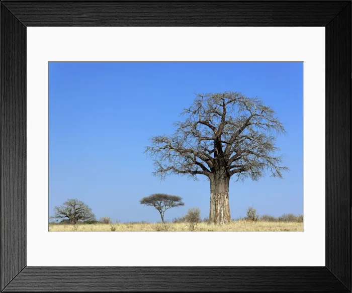Framed Print : DDE-90022278 Framed Print : DDE-90022278