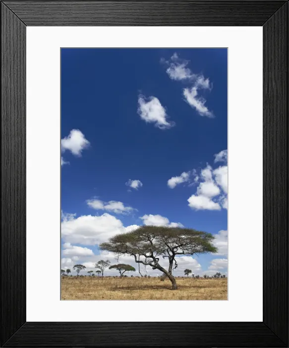Framed Print : DDE-90022281 Framed Print : DDE-90022281
