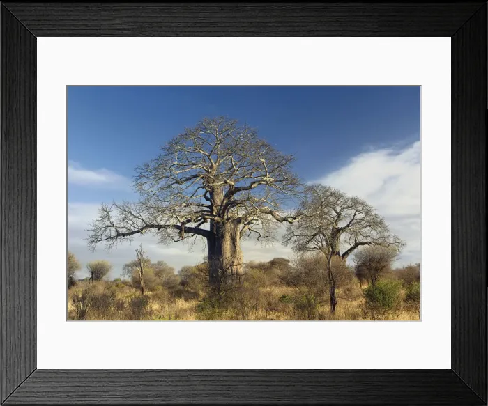 Framed Print : DDE-90022285 Framed Print : DDE-90022285
