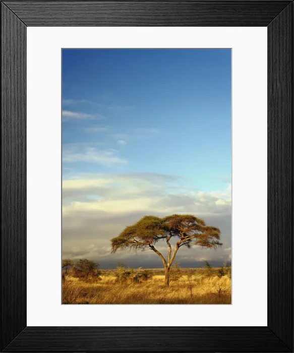 Framed Print : DDE-90022288 Framed Print : DDE-90022288