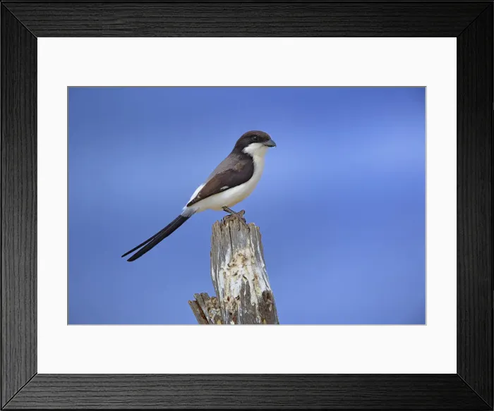Framed Print : DDE-90022290 Framed Print : DDE-90022290