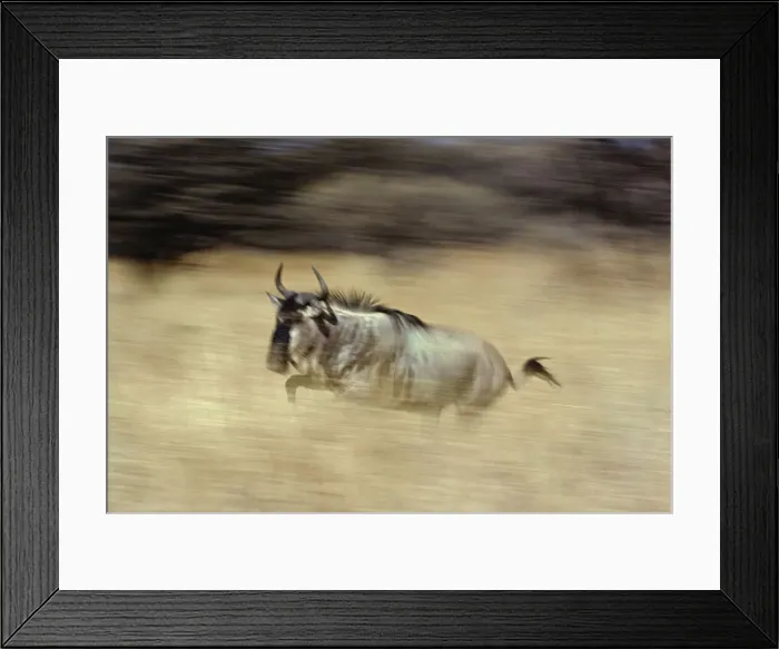 Framed Print : DDE-90022291 Framed Print : DDE-90022291