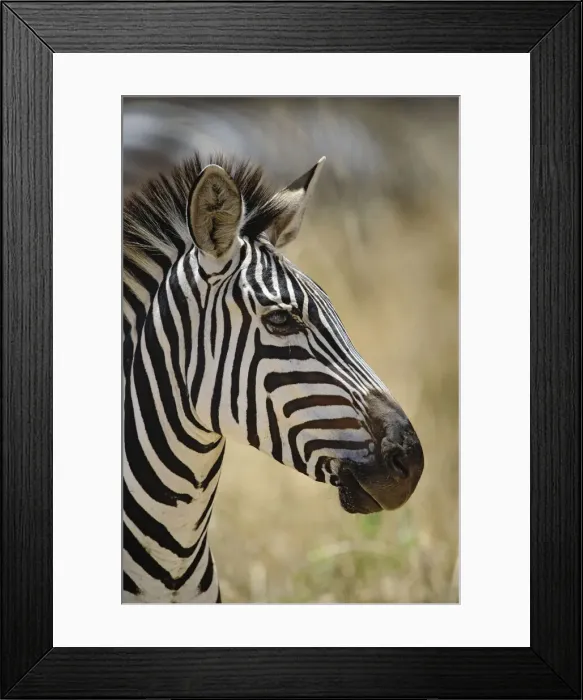 Framed Print : DDE-90022292 Framed Print : DDE-90022292