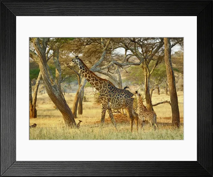 Framed Print : DDE-90022294 Framed Print : DDE-90022294