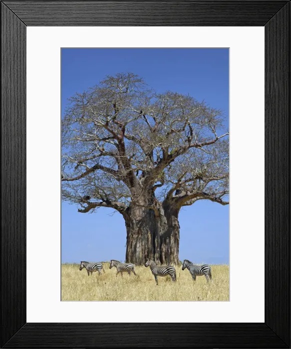 Framed Print : DDE-90022293 Framed Print : DDE-90022293