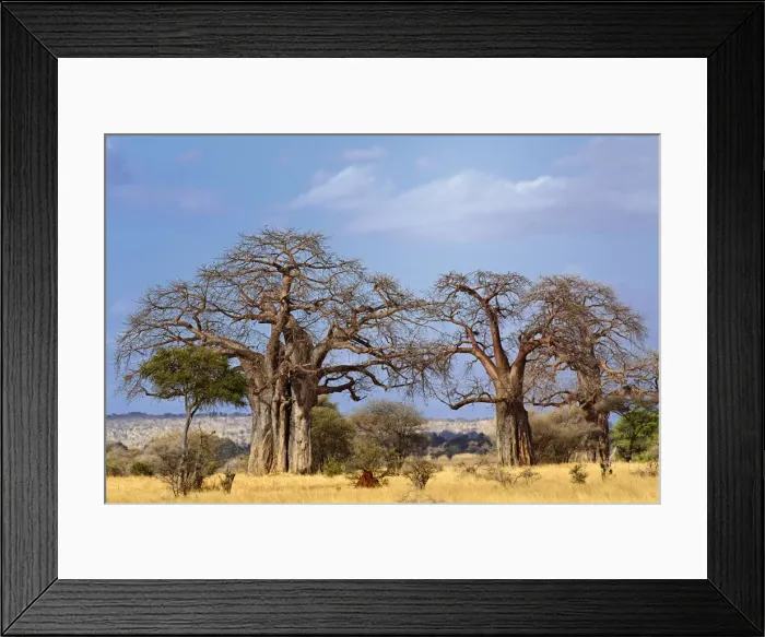Framed Print : DDE-90022296 Framed Print : DDE-90022296
