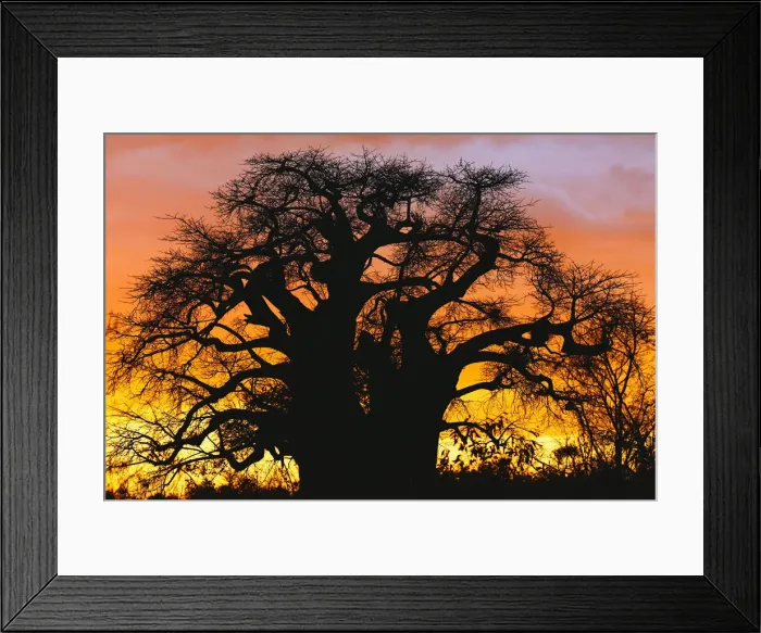 Framed Print : DDE-90022295