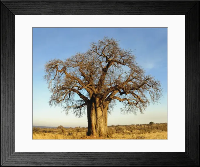 Framed Print : DDE-90022301 Framed Print : DDE-90022301