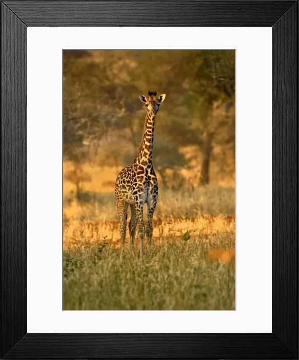 Framed Print : DDE-90022303