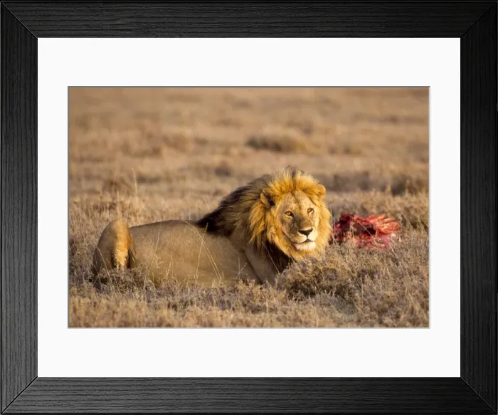 Framed Print : DDE-90022306 Framed Print : DDE-90022306