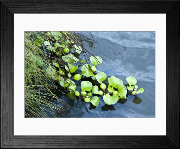 Framed Print : DDE-90022307 Framed Print : DDE-90022307