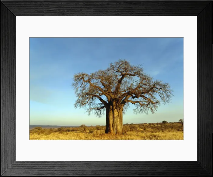 Framed Print : DDE-90022302 Framed Print : DDE-90022302