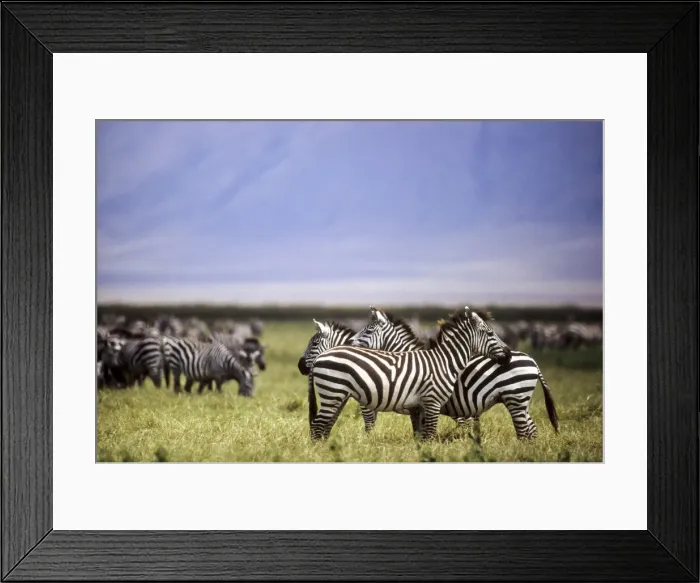Framed Print : DDE-90022308 Framed Print : DDE-90022308