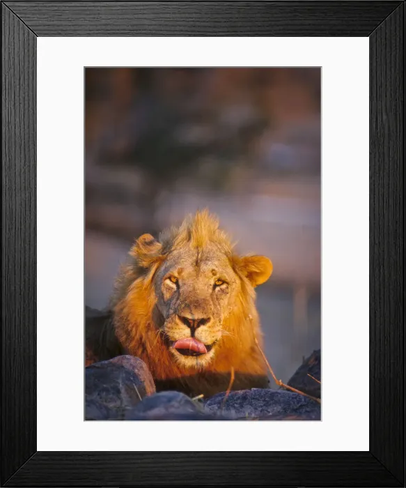 Framed Print : DDE-90022309 Framed Print : DDE-90022309