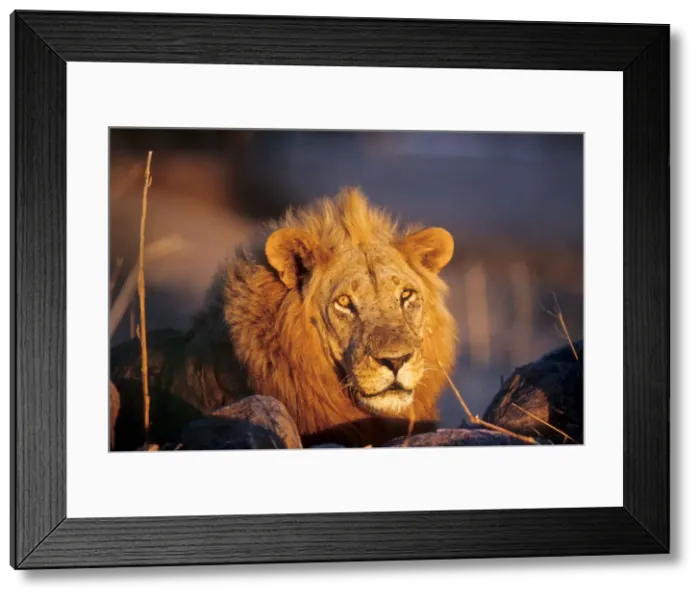 Framed Print : DDE-90022310 Framed Print : DDE-90022310