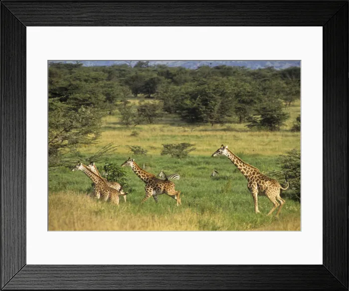 Framed Print : DDE-90022312 Framed Print : DDE-90022312