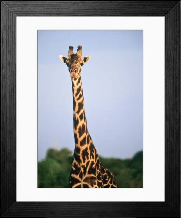 Framed Print : DDE-90022311 Framed Print : DDE-90022311
