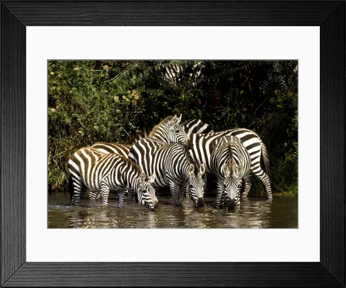 Framed Print : DDE-90022313 Framed Print : DDE-90022313
