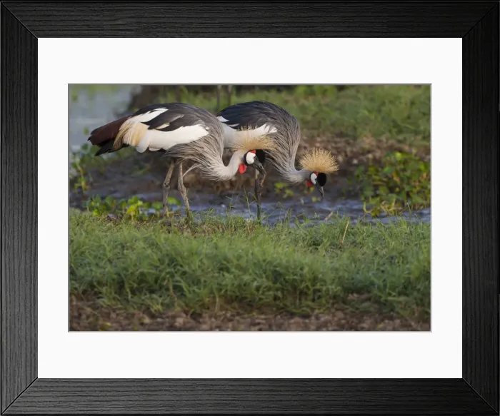 Framed Print : DDE-90022315 Framed Print : DDE-90022315