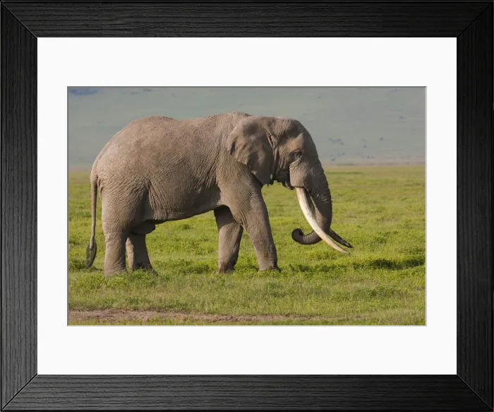Framed Print : DDE-90022316 Framed Print : DDE-90022316