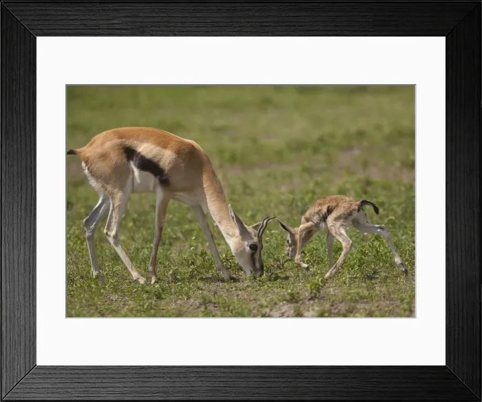 Framed Print : DDE-90022317 Framed Print : DDE-90022317
