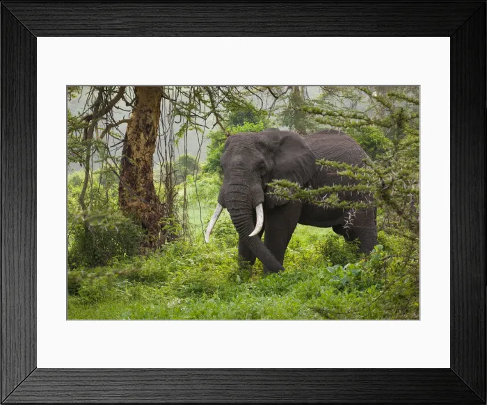 Framed Print : DDE-90022318 Framed Print : DDE-90022318