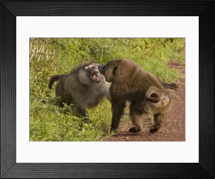 Framed Print : DDE-90022319