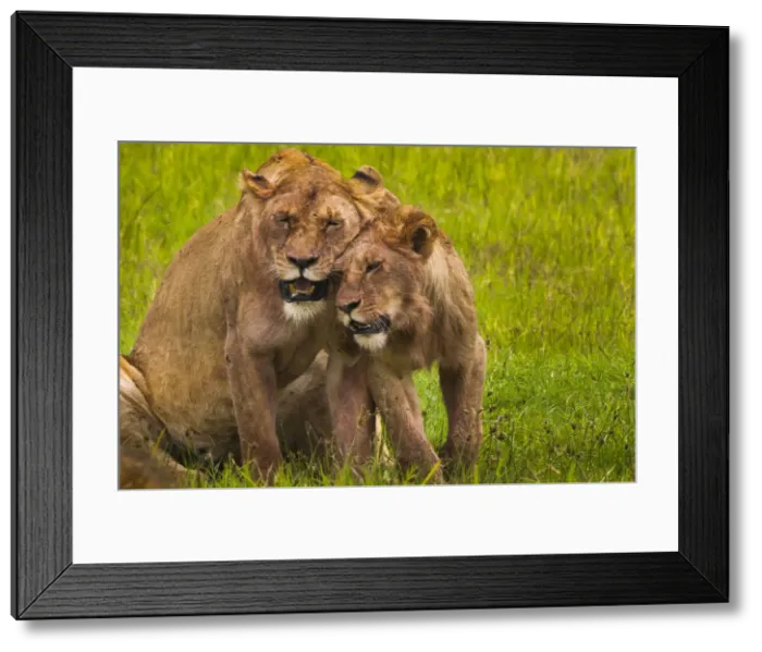 Framed Print : DDE-90022321 Framed Print : DDE-90022321