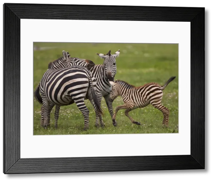 Framed Print : DDE-90022322 Framed Print : DDE-90022322