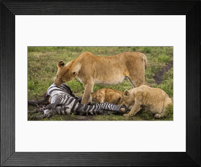 Framed Print : DDE-90022323 Framed Print : DDE-90022323
