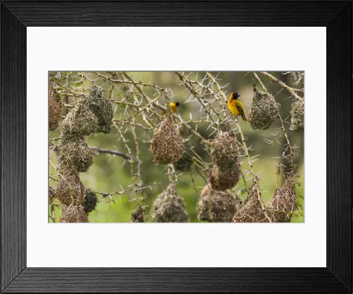 Framed Print : DDE-90022324 Framed Print : DDE-90022324