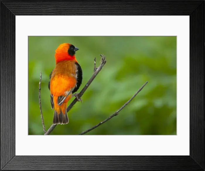 Framed Print : DDE-90022325