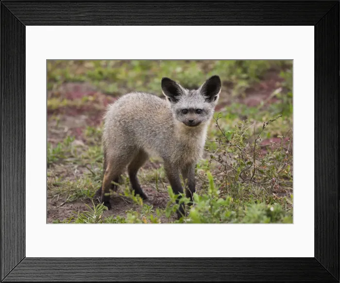 Framed Print : DDE-90022327