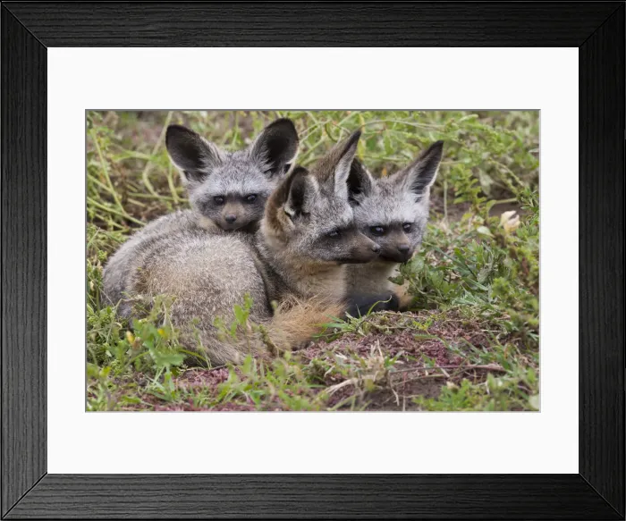 Framed Print : DDE-90022328 Framed Print : DDE-90022328