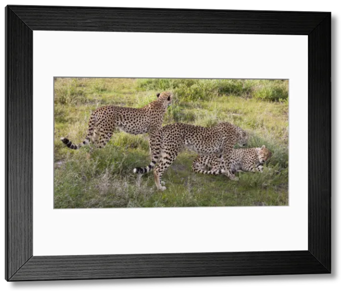 Framed Print : DDE-90022329 Framed Print : DDE-90022329