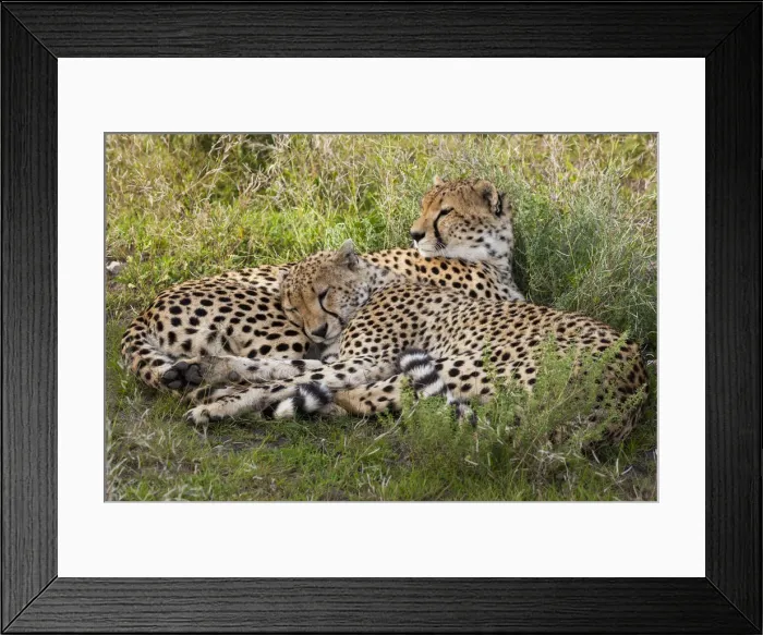 Framed Print : DDE-90022330