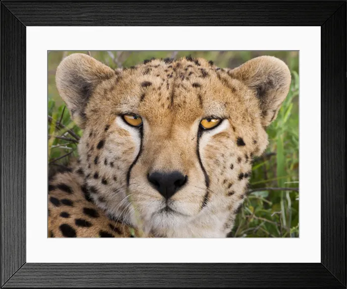 Framed Print : DDE-90022331 Framed Print : DDE-90022331