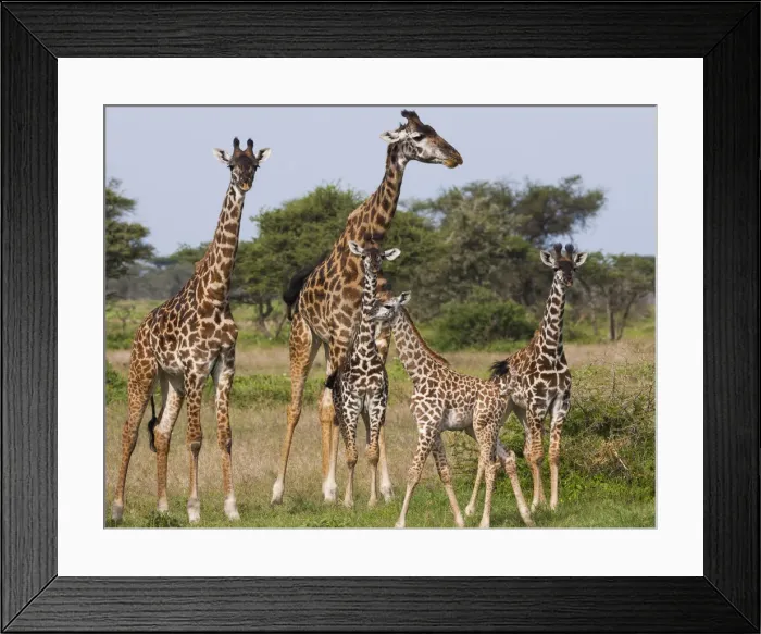 Framed Print : DDE-90022332 Framed Print : DDE-90022332